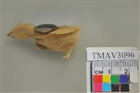 藏品(白頭翁)的圖片